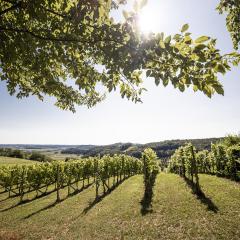 Weingarten & Appartement Auszeit - Therme Loipersdorf