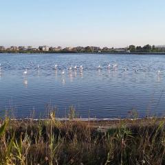 Flamingo view