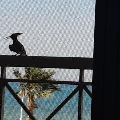 بسين فيو 307 ارضى