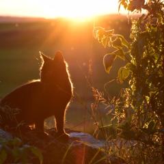 Ferienwohnung Sonnenaufgang