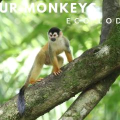 Four Monkeys Eco Lodge - Jungle & Beach