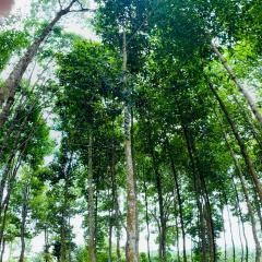 Forest Side Ecolodge