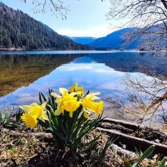 studio résidence la Mauselaine la perle des Vosges