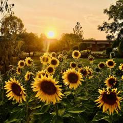 Quirindi Sunflower Motor Inn