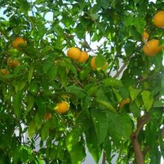 Apartment in Okrug Gornji with Seaview, Balcony, Air condition, WIFI (4790-4)