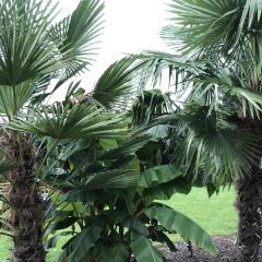 Ferienwohnung Palmengarten