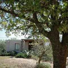 Cottage amidst vines and Oak Trees
