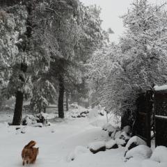 Gate Away B&B Units - המקום באל רום