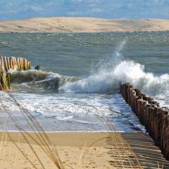 T1bis dans les dunes du Cap Ferret