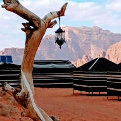 Desert Tree camp&tours