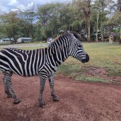 Africa Safari Lake Manyara located inside a wildlife park