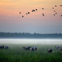 Bamurru Plains