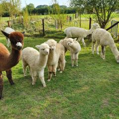 Double Decker Bus on an Alpaca farm sleeps 8