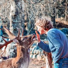 Damwildfarm in Rollerbü Südschweden