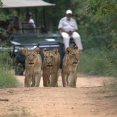 Karongwe- Shiduli Safari Lodge