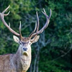 Le Logis de la Ferme aux Cerfs