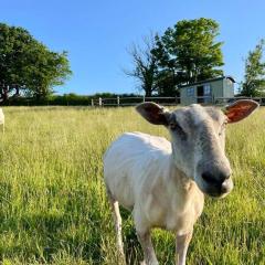 Luxury Shepherd Hut on small South Hams farm, Devon