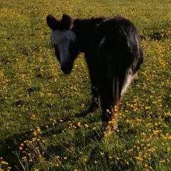 Durham Donkey Rescue Shepherd's Hut