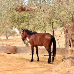 Ranch Tanit Djerba