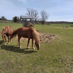 Insolite! Plusieurs Gîtes dans Ferme Equestre