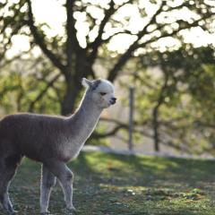 Agriturismo Il Beccafico Alpaca