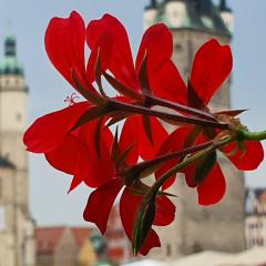 Budget rooms in Halle with shared bathroom, Free WiFi, Netflix & iPad