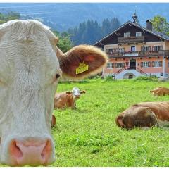 AlpinResort DerBacherhof