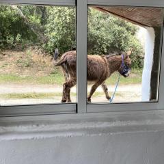 Your dream private Country Retreat in Andalucia