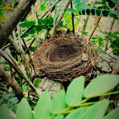 The Nest Tiny Home Mt Irvine