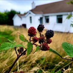 Cathleen's Cottage