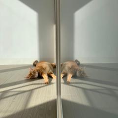 台南包棟 好寿民宿 Koju貸切一軒家