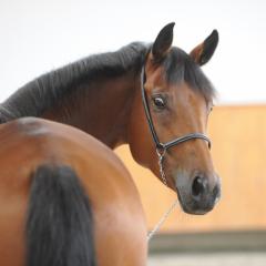 Domaine équestre de la Chênaie