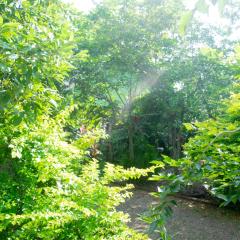 Forest Villa Nature Resort