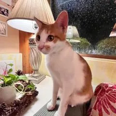 DeerStar HomeStay B&B