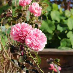 Ferienwohnung Pickl - Anna-Maria Pickl