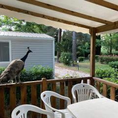 Mobil Home Camping ARGELÈS SUR MER