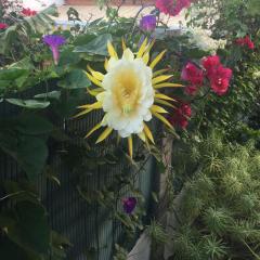 Très BEAU BUNGALOW,JARDIN TROPICAL, RENOVATION ETE 2020