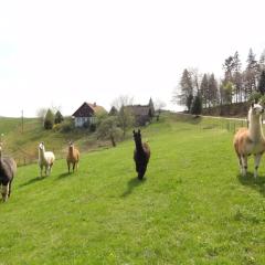 ruhiges Wohnen am Lama und Maine Coon Hof in Alleinlage in Biederbach 3 Zimmer mit Kochgelegenheit Bad