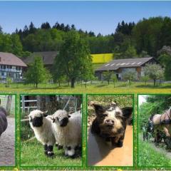 Pferde - und Eselhof Grünegg