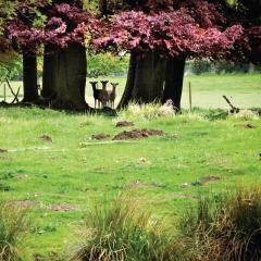 The Sherwood Hideaway Lodges