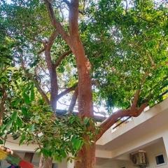 Green Hub-Pool Villa with Nature
