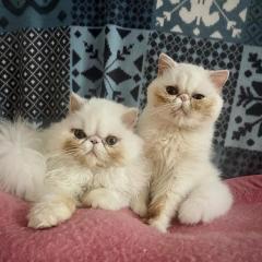 Chez Sigmund et Skywalker