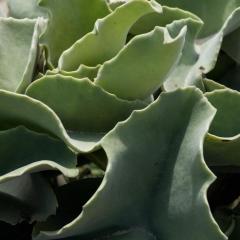 Casa ulivo Agave Favignana At My Place