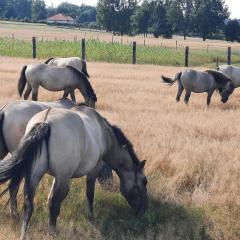 Stajnia Bukwica