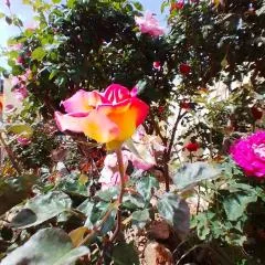 Las/Rosas