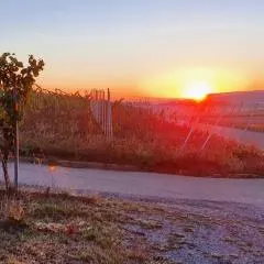 Weingut Will und Würz Lemberger