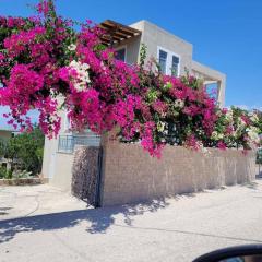 Μπουκαμβίλια/Bougainvillea tree