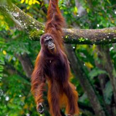 Bukit Lawang Trekking Organizer