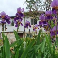 Стая за гости "Ирина"