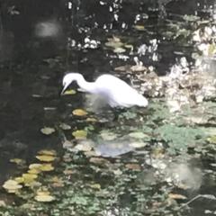 Réveil aux chants des oiseaux